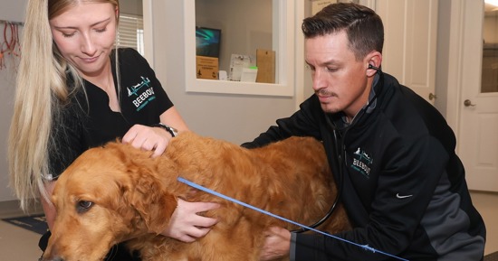 UNK junior Charlotte Hargreaves works alongside Dr. Brandon Beebout at Beebout Veterinary Medical Center in Kearney. Hargreaves is studying pre-veterinary medicine at UNK and Beebout is an alumnus. (Photo by Erika Pritchard, UNK Communications)