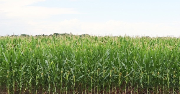  A corn field in August before harvest. Photo by Chabella Guzman